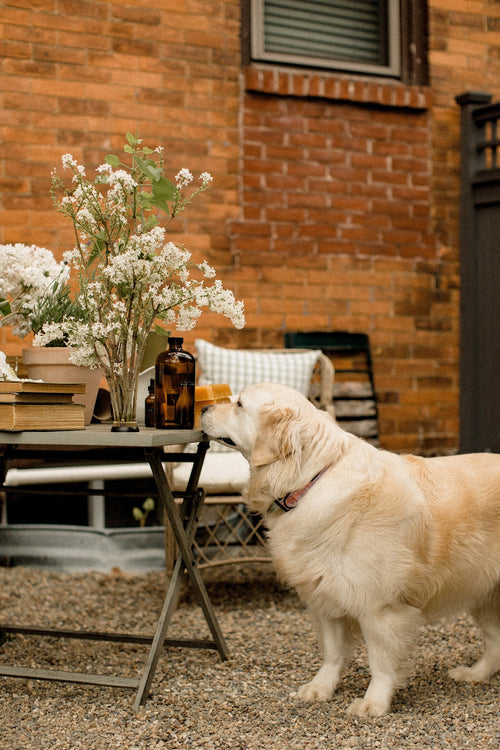 Pearl, a golden retriever, sniffing a vase of white blossoms on the garden table