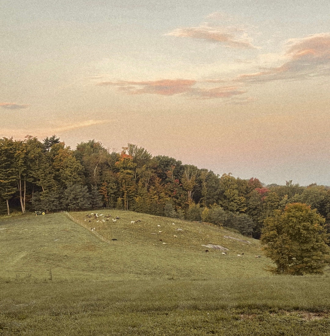 Pastoral autumn hillside with grazing sheep beneath a soft dusk sky